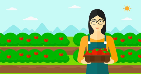 Agricultor recolectando tomates . — Archivo Imágenes Vectoriales