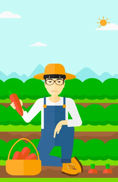 Agricultor recogiendo zanahorias . — Vector de stock