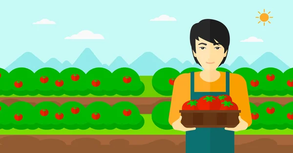 Agricultor coleta de tomate . —  Vetores de Stock