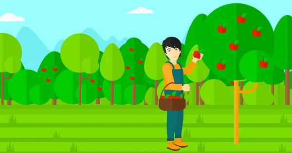 Agricultor recogiendo manzanas . — Archivo Imágenes Vectoriales