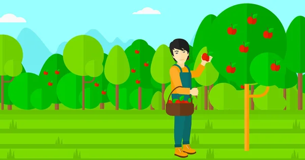 Agricultor recogiendo manzanas . — Vector de stock