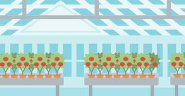 Background of tomatoes in the greenhouse. clipart