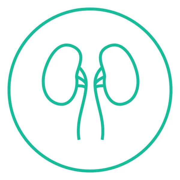 Kidney line icon. — Stock Vector