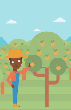 Çiftçi toplama portakal.