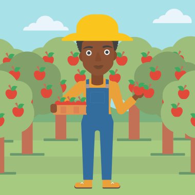 Çiftçi toplama elma.