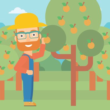 Çiftçi toplama portakal.