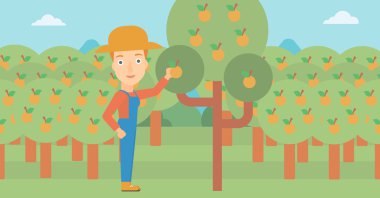 Çiftçi toplama portakal.