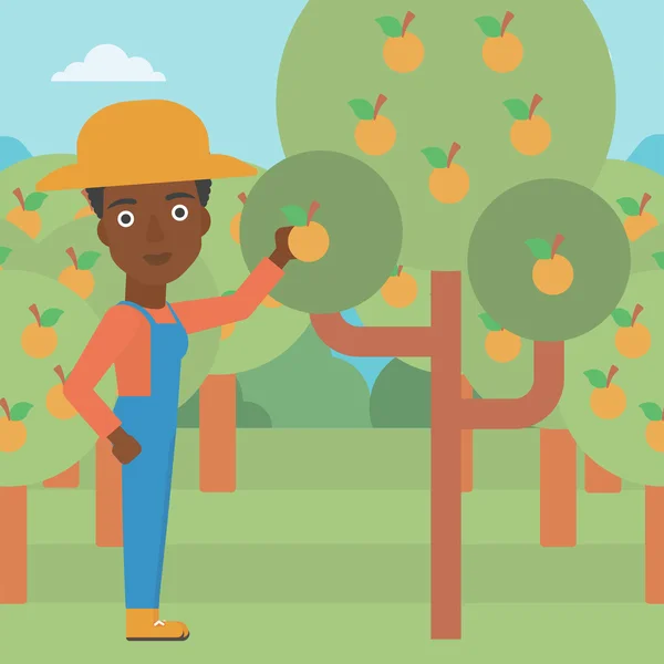 Agriculteur collectionnant des oranges . — Image vectorielle