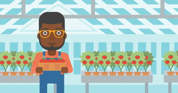 Rolnik zbierania pomidory. — Wektor stockowy