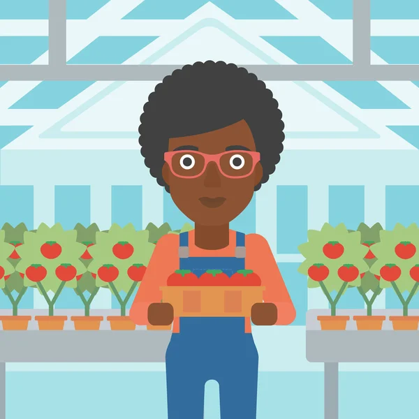 Agriculteur ramassant des tomates . — Image vectorielle