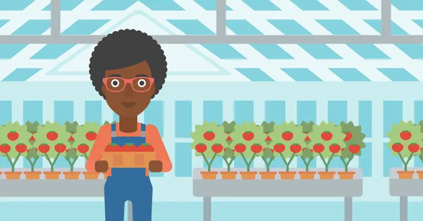 Rolnik zbierania pomidory. — Wektor stockowy