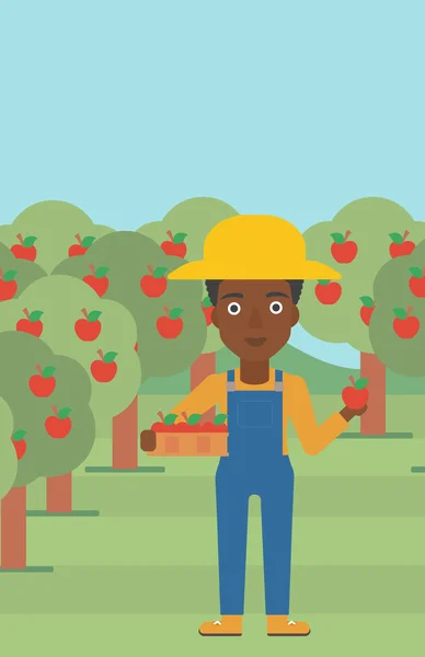 Agricoltore che raccoglie mele . — Vettoriale Stock
