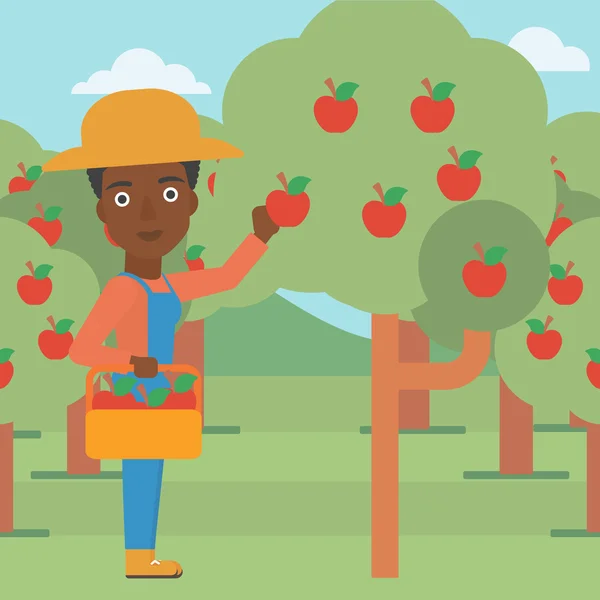 Rolnik zbieranie jabłek. — Wektor stockowy
