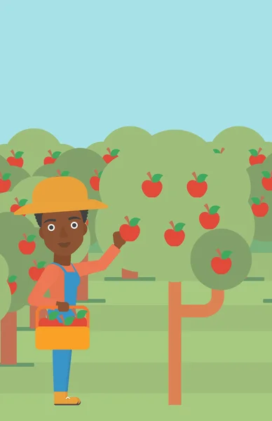 Фермер збір яблука . — стоковий вектор