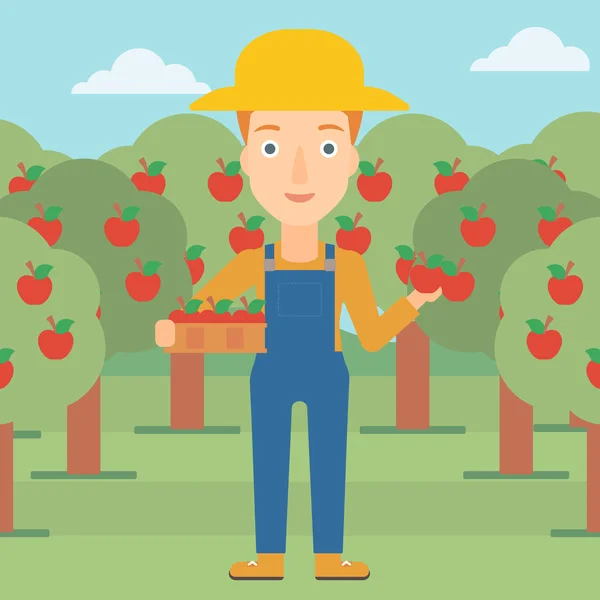 Agricultor recogiendo manzanas . — Vector de stock
