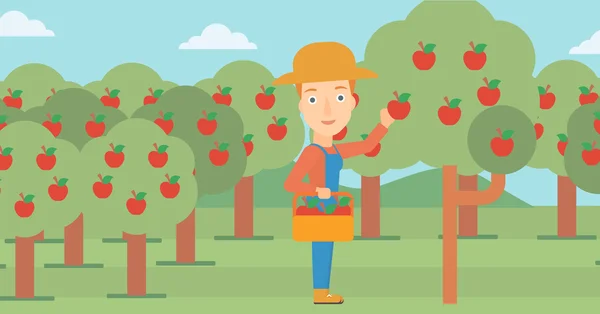 Jordbrukaren samla äpplen. — Stock vektor