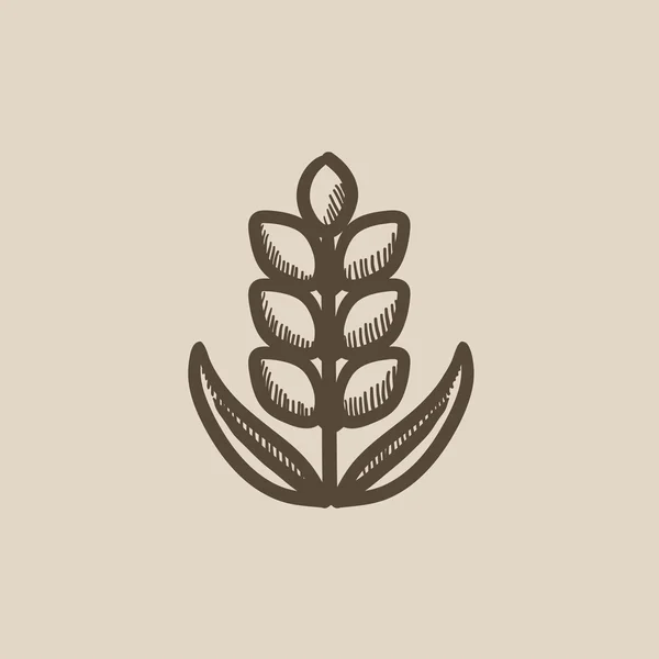 Wheat sketch icon. — Stock Vector