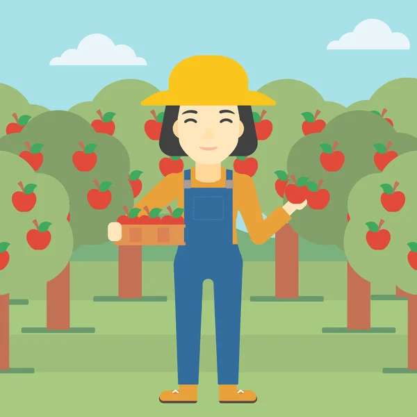 Agricultor recogiendo manzanas vector ilustración . — Vector de stock