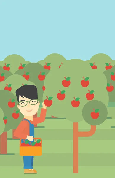 Agricultor recogiendo manzanas vector ilustración . — Vector de stock