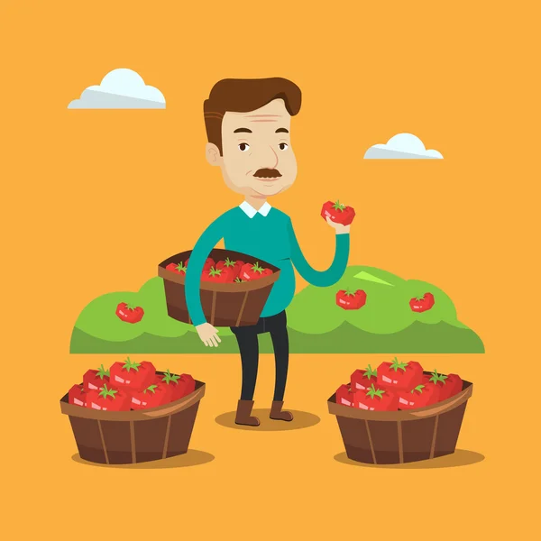 Jordbrukaren samla tomater vektor illustration. — Stock vektor