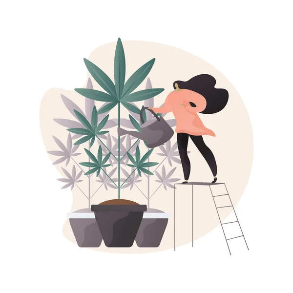 Cultivo de cannabis abstrato conceito vetor ilustração. —  Vetores de Stock