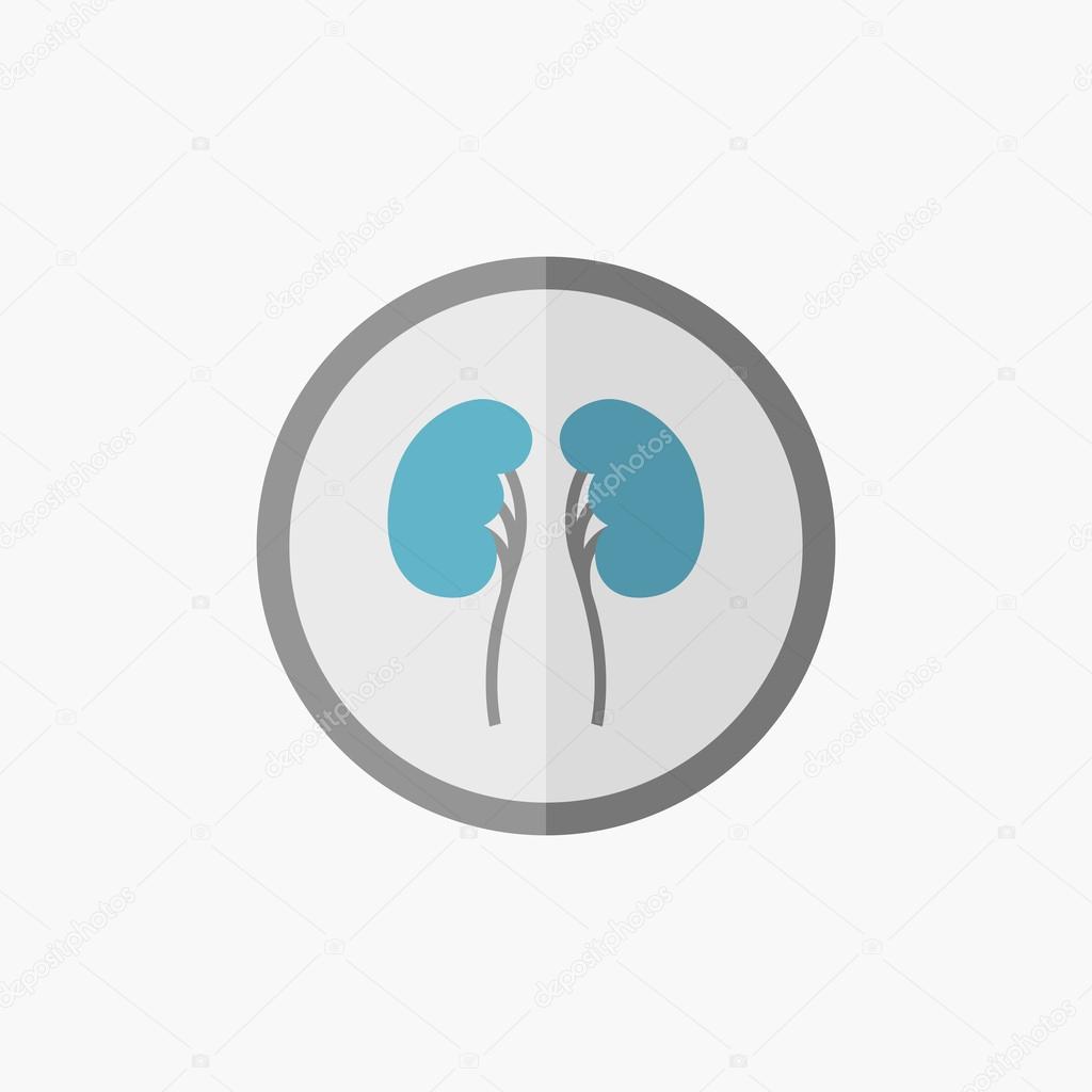 Kidneys Flat Icon