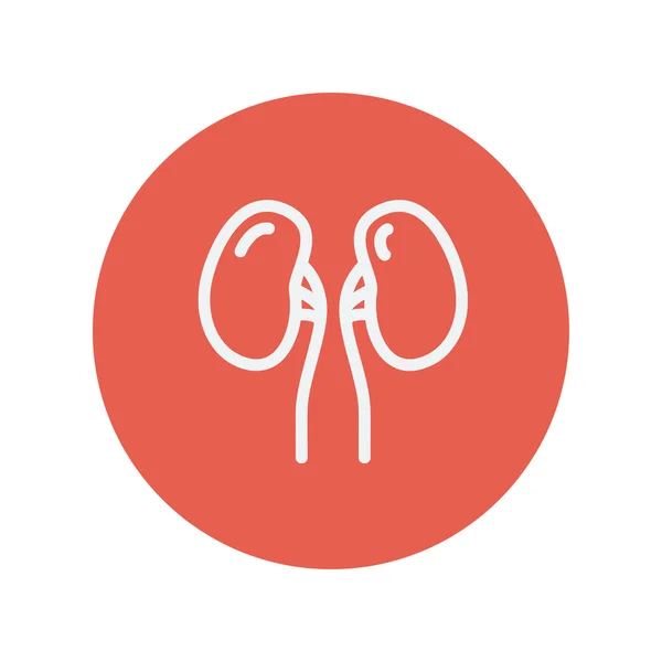 Human kidney thin line icon — Stock Vector