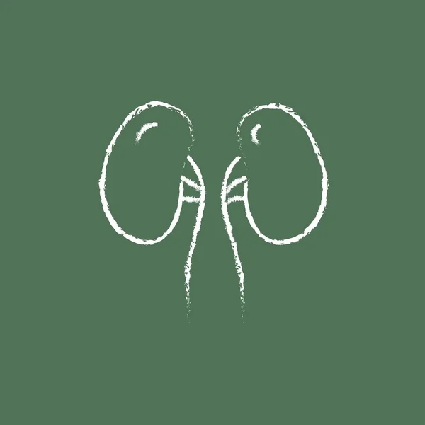 Icono del riñón dibujado en tiza . — Vector de stock