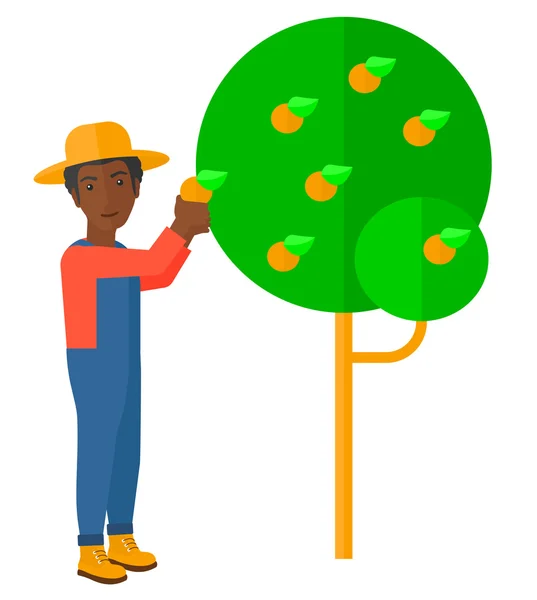Agricultor que recolhe laranjas . — Vetor de Stock