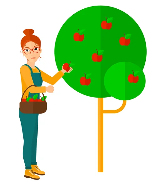 Agriculteur ramassant des pommes . — Image vectorielle