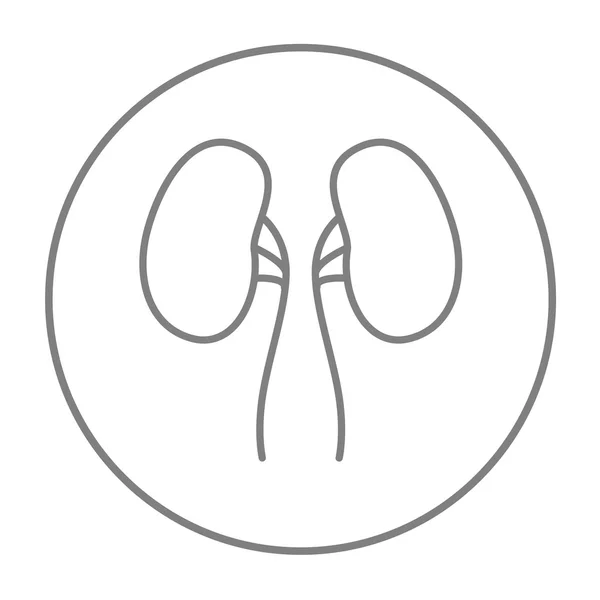 Kidney line icon. — Stock Vector