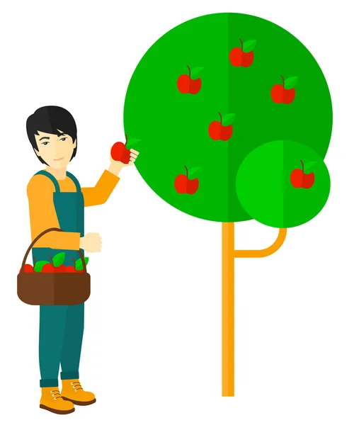 Αγρότης συλλέγοντας μήλα. — Διανυσματικό Αρχείο