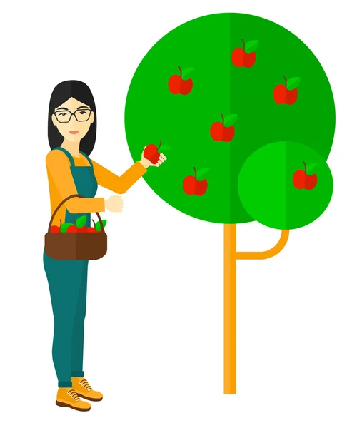 Agricultor recogiendo manzanas . — Vector de stock