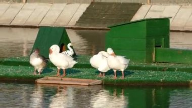 tüyleri aşağılık kaz