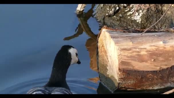 Wildenten im Teich — Stockvideo