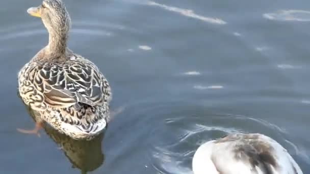 Patos nadando en el estanque — Vídeo de stock