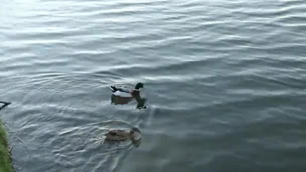 Ducks in pond — Stock Video