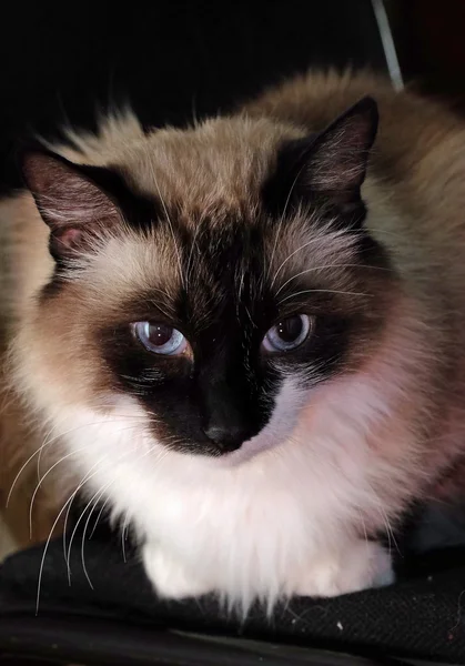 Siyam kedi aşağı yalan ve izlerken
