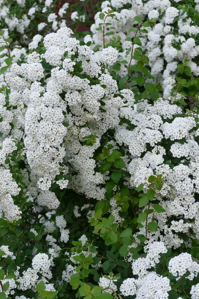 Ανθοφορίας θάμνων Spirea Vangutta — Φωτογραφία Αρχείου