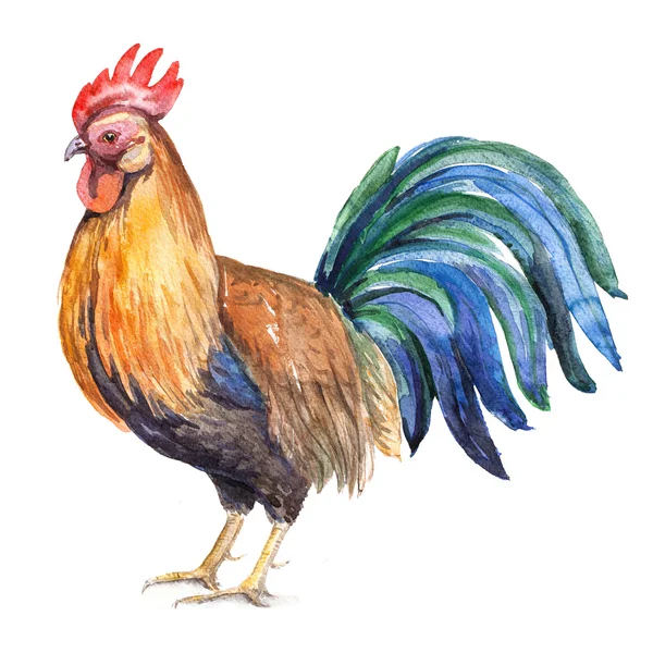 Coq - illustration aquarelle — Photo