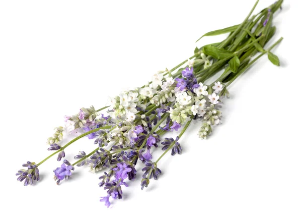 Ramo de flores de lavanda en un blanco — Foto de Stock