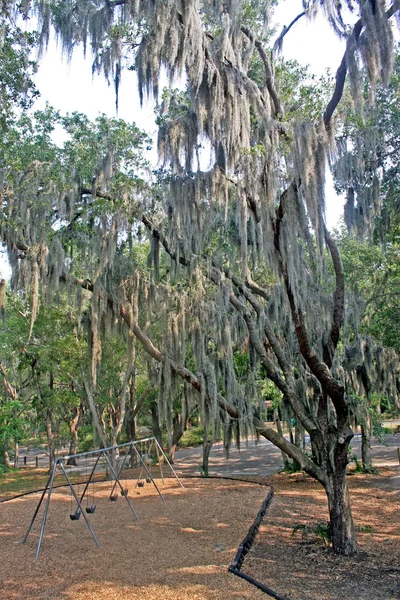 Moss árbol español — Foto de Stock