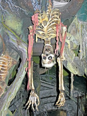 Aşağı ters iskelet