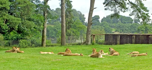 Lionesses — Stock Photo, Image