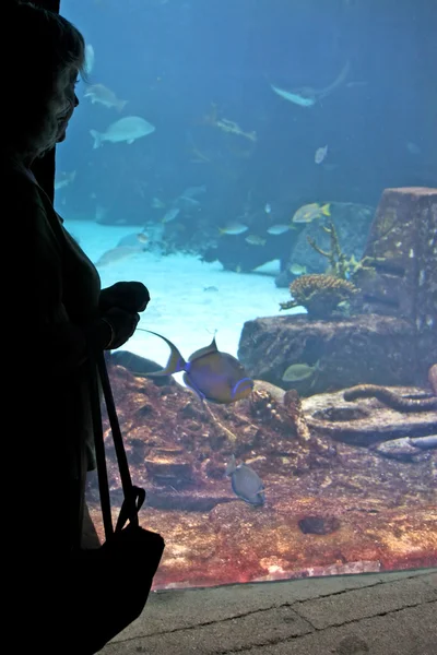 Aquarium Viewing — Stock Photo, Image