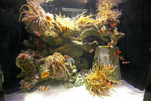 Clownfish — Fotografie, imagine de stoc