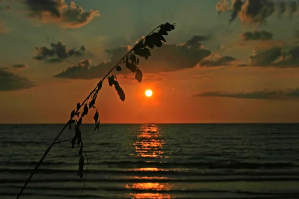 Schilf bei Sonnenuntergang — Stockfoto