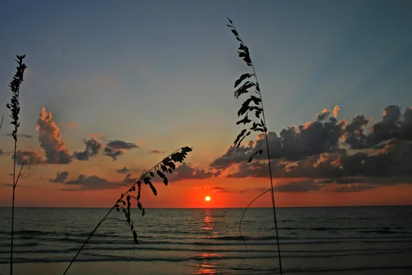 Cañas al atardecer Imagen De Stock