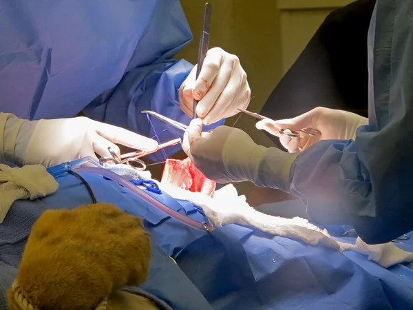 Stomach Suturing — Stock Photo, Image