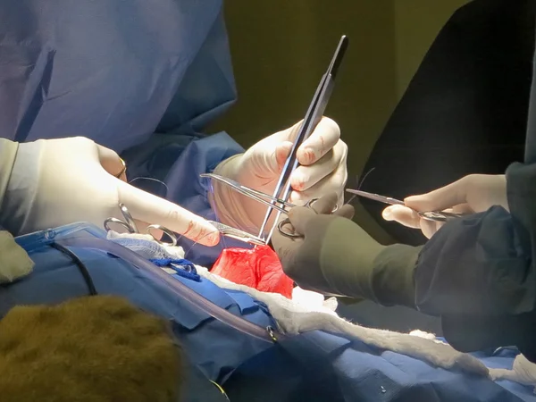 Stomach Suturing — Stock Photo, Image